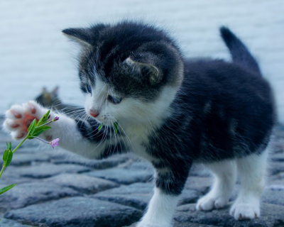 What are the key benefits of insuring your pets?